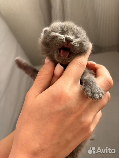 Шатланские котята