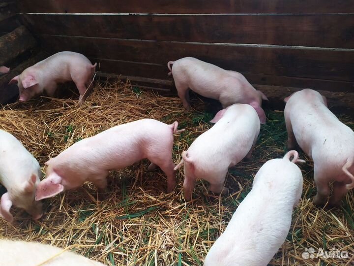 Поросята ландрас