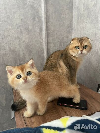 Шотландские котята золотая шиншилла