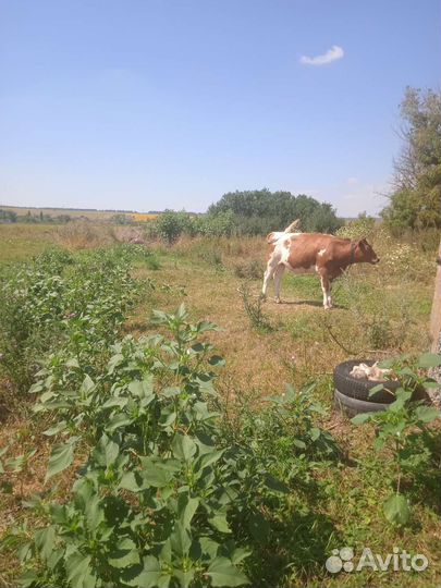 Бычки телки