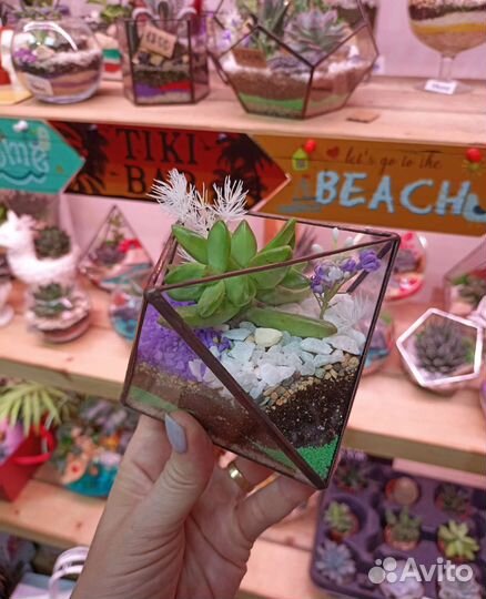 Флорариум суккуленты