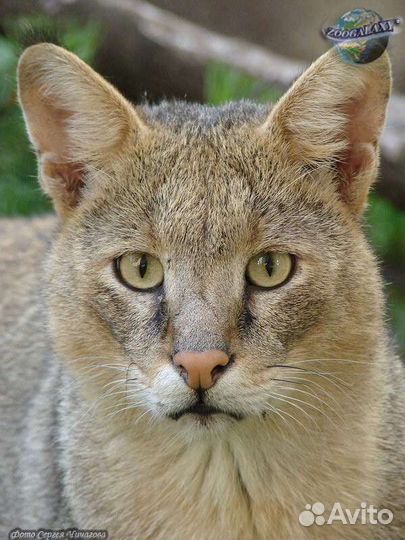 Котята чаузи