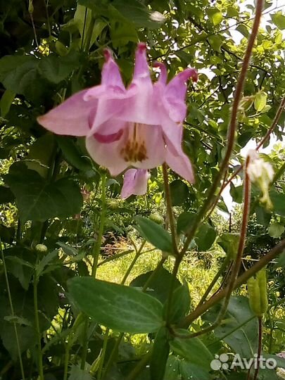 Цветы многолетники