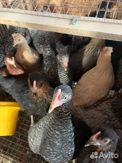 Несушки молодки чешский доминант 5,5 месяцев