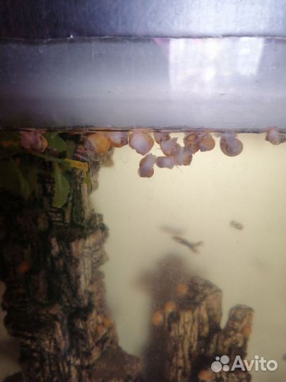 Улитки ампулярии