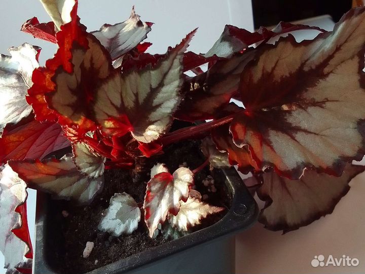 Бегония декоративнолистная