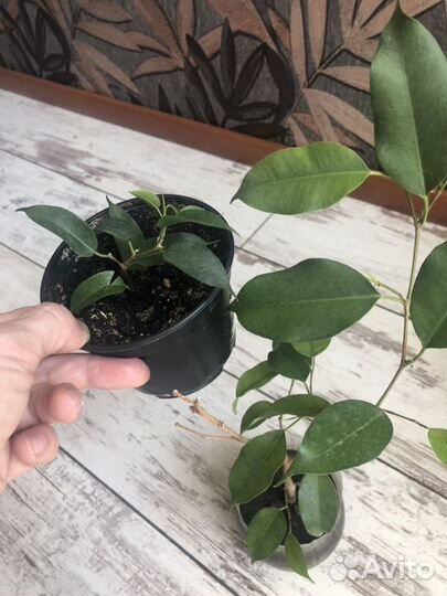 Фикусы Бенджамина,Традесканция,Каланхое махровый