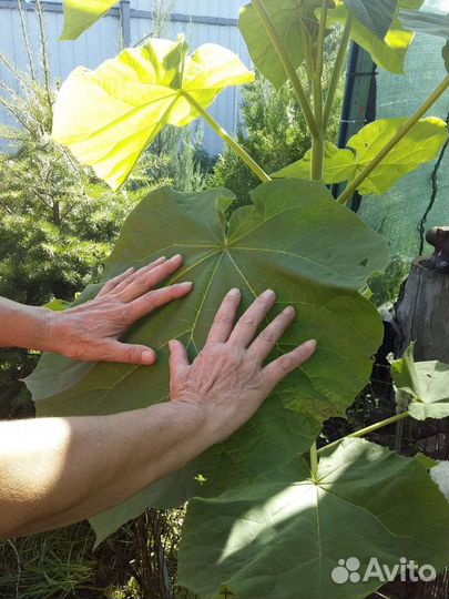 Саженцы павловния