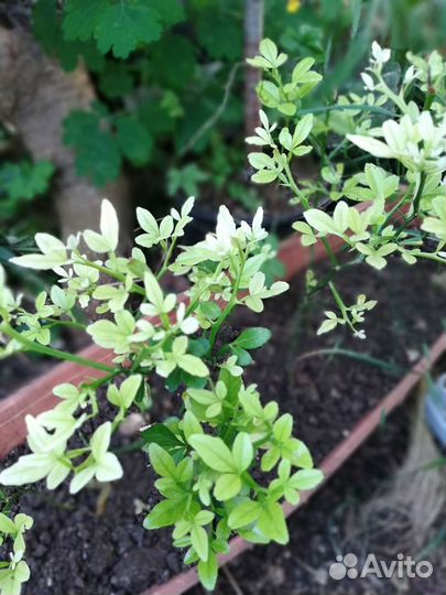 Деревья редкие-Панцириус, мушмула, дуб пробковый