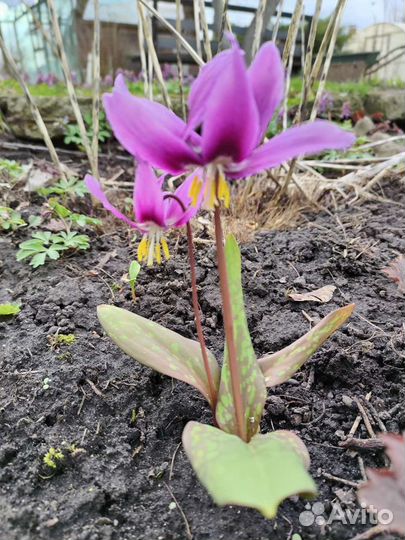 Кандык (эритрониум)