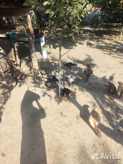 Бойцовая птица