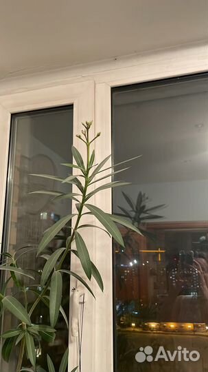 Олеандр розовый