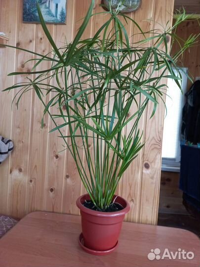 Циперус папирус