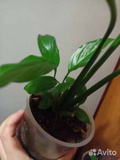 Спатифиллум