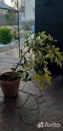 Комнатные цветы шефлера и хавортия