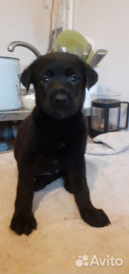 Щенки лабрадора