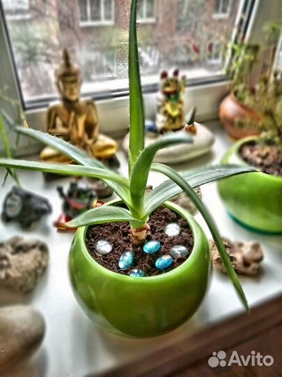 Алоэ Вера, Pestroe