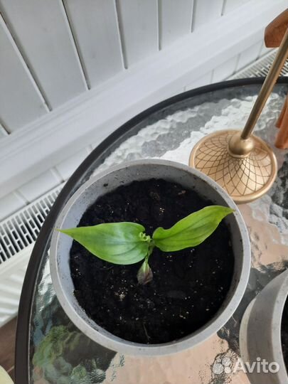 Спатифиллум