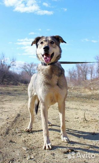 Собака Умка