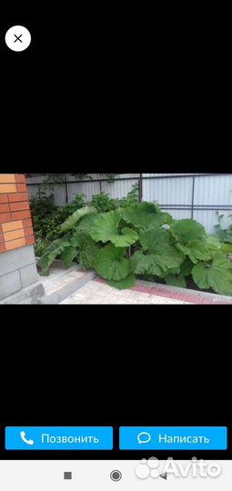 Белокопытник