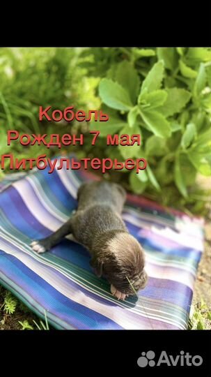 Щенки питбуля