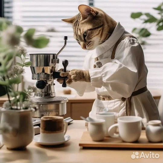 Обучение Бариста,обучили даже кота