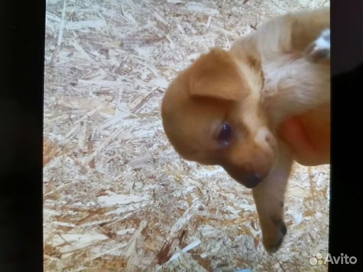 Маленький щенок