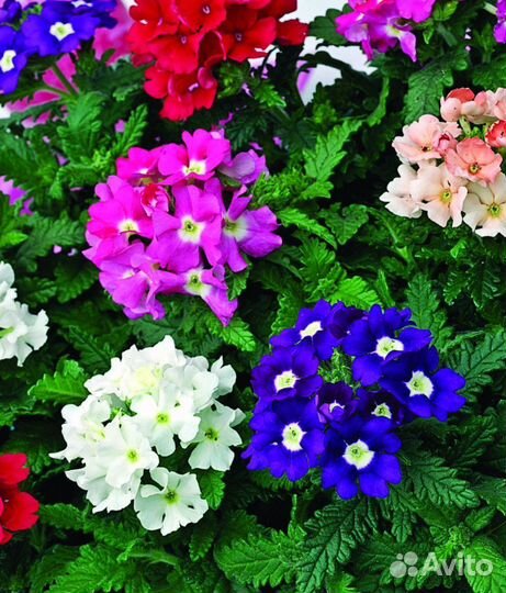 Рассада вербены