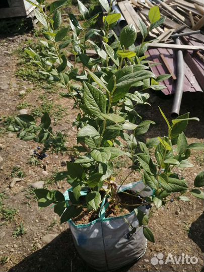 Саженцы голубики