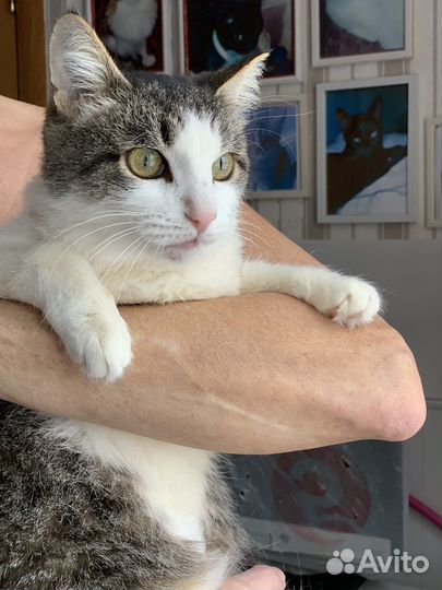 Кошки бесплатно