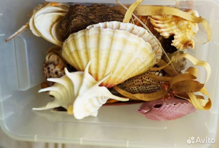 Морские раковины для дизайна интерьера