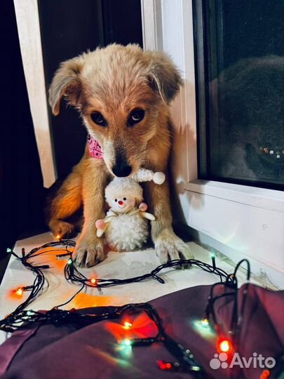 Щенок девочка