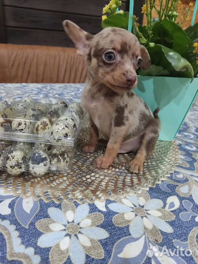 Чихуахуа Мраморный