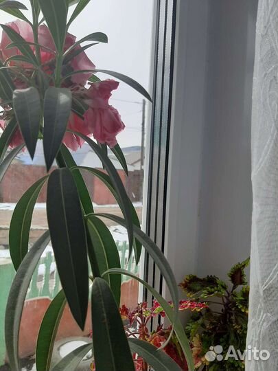 Олеандр махровый