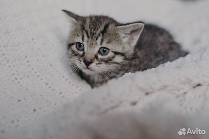 Котята в добрые руки бесплатно