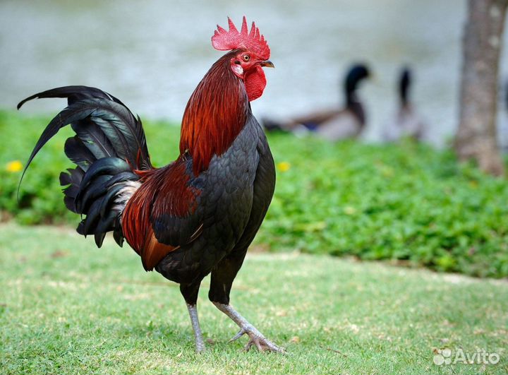 Петухи домашние