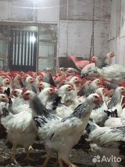 Куры несушки без обмана