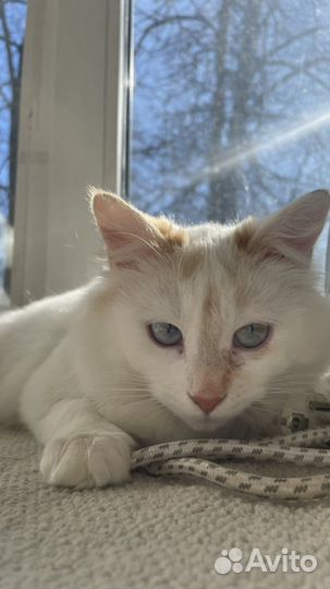 Кошка в добрые руки