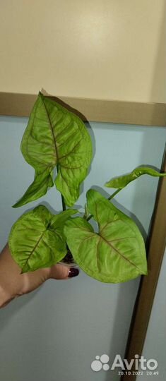 Сингониумы