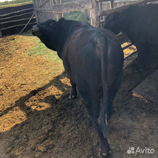 Быки на племя