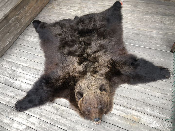 Шкура/чучело