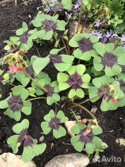 Цветы садовые многолетники