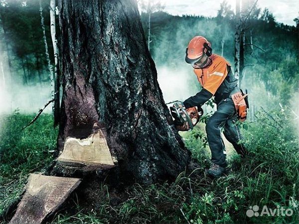 Заготовка леса