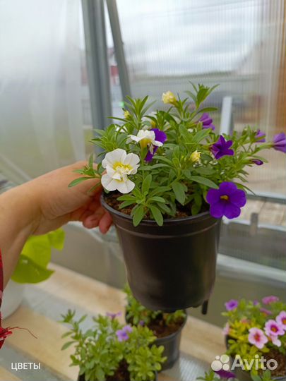 Калибрахоа