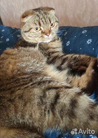 Породистая кошка ищет дом выкинута хозяевами