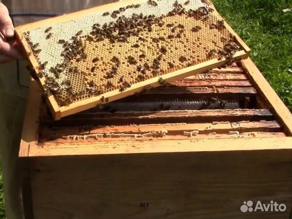 Мед 2024 года Алтайский опт