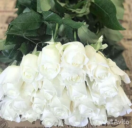 Высокие розы Гигантские розы Доставка цветов