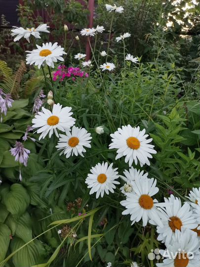 Ромашка, Астильба, Жемчужница