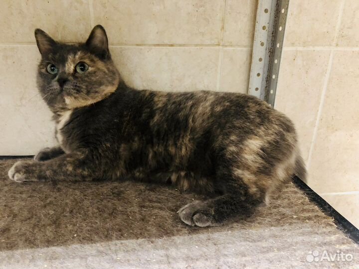 Кошка с приюта