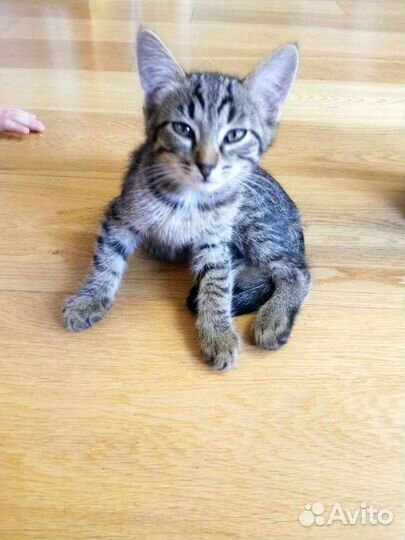 Котенок мальчик в добрые руки